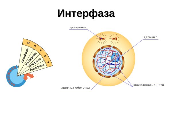 Фазы рисунок процессы интерфаза
