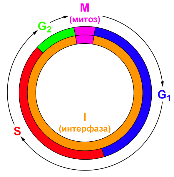 Синтетический период интерфазы митоза