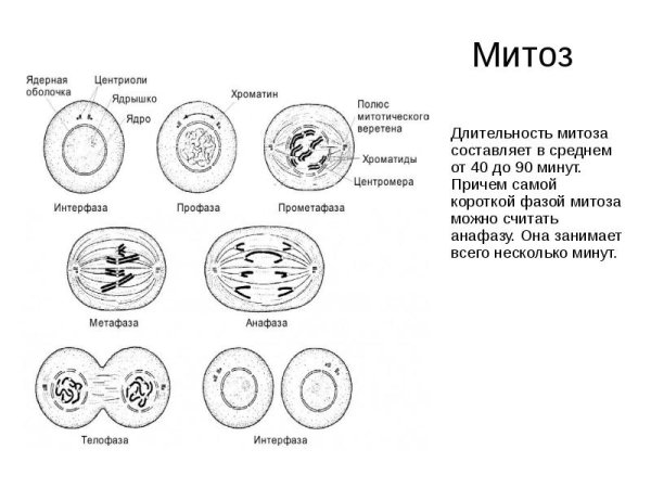 Фазы митоза схема с интерфазой