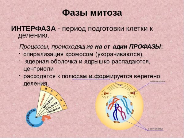 Интерфаза митоза кратко и понятно
