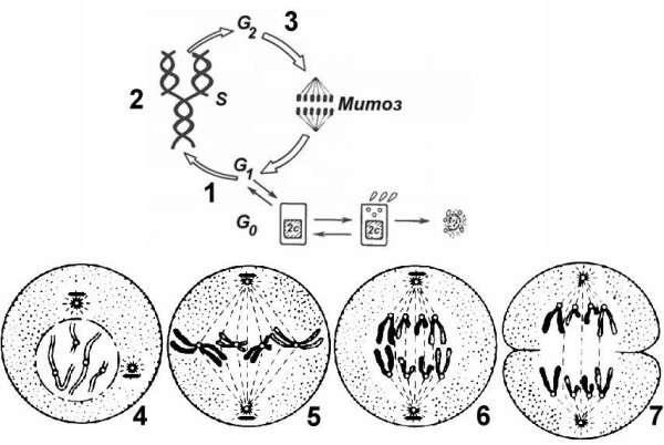 Циклы митоза