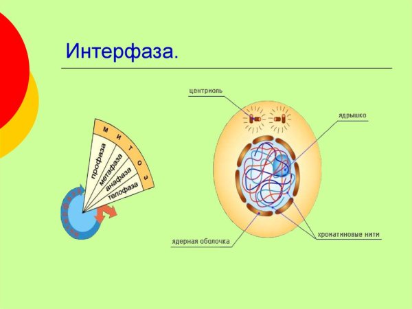 Пресинтетический период интерфазы рисунок