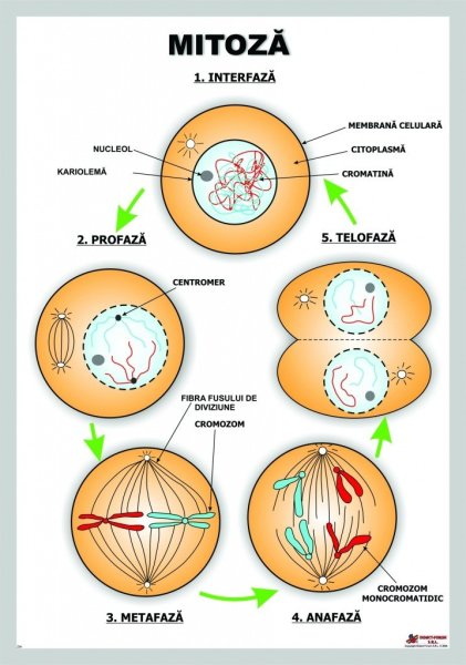 Фазы митоза интерфаза