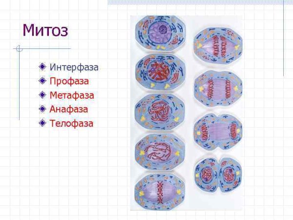 Профаза анафаза телофаза метафаза интерфаза