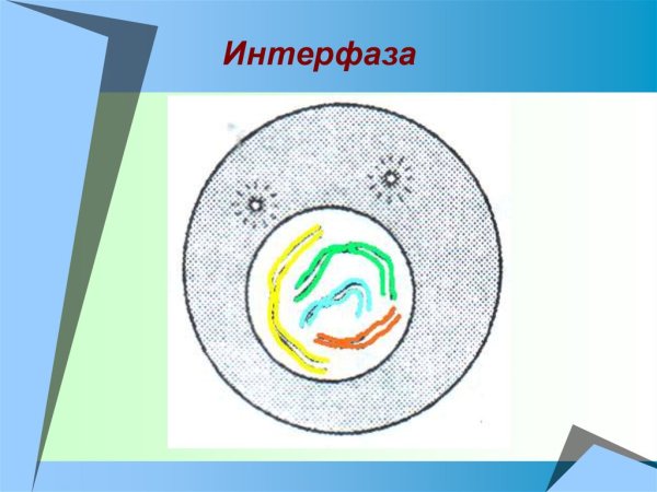 Интерфаза схема