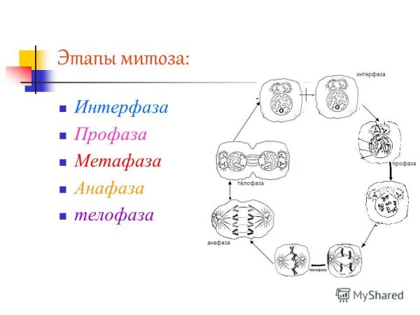 Схема стадии митоза телофаза