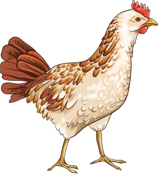 Курица на прозрачном фоне