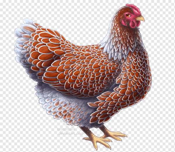 Курица на прозрачном фоне