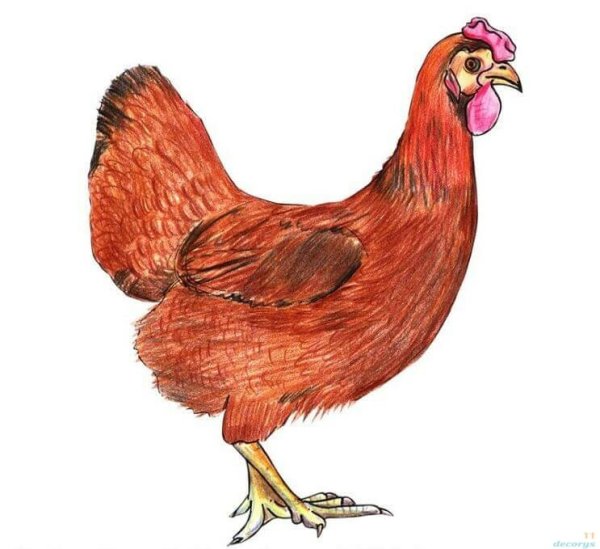 Курица рисунок