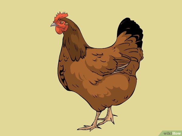 Порода Хайсекс Браун