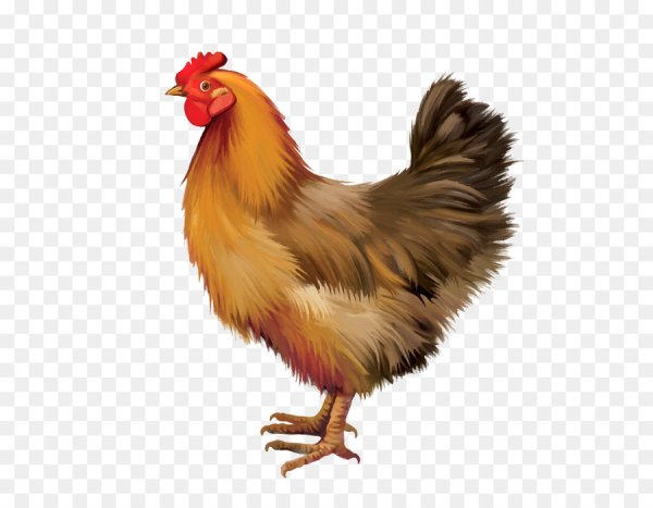 Курица на прозрачном фоне