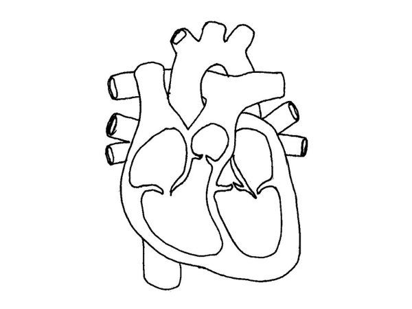 Сердце анатомия