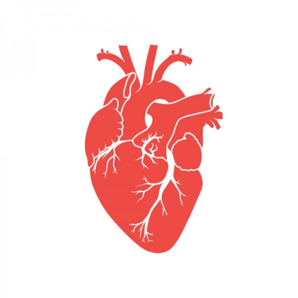 Настоящее сердце вектор