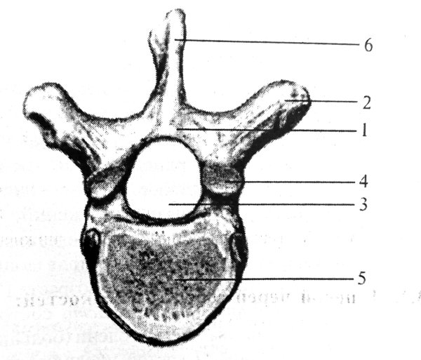 1 Грудной позвонок строение анатомия