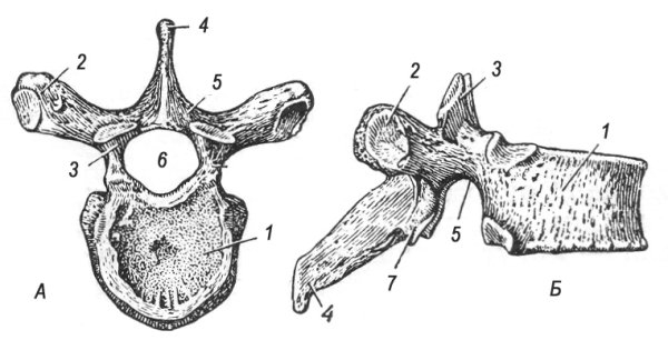 1 Грудной позвонок вид сбоку