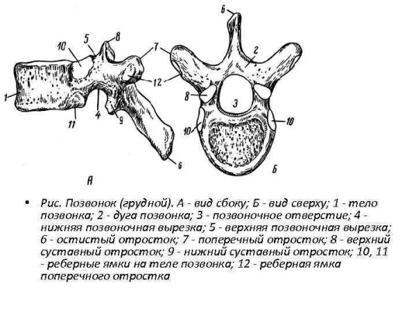 Грудной позвонок вид сверху вид сбоку
