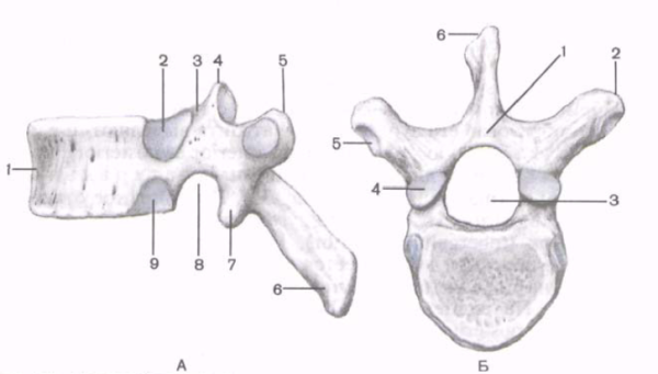 Грудной позвонок вид сбоку рис