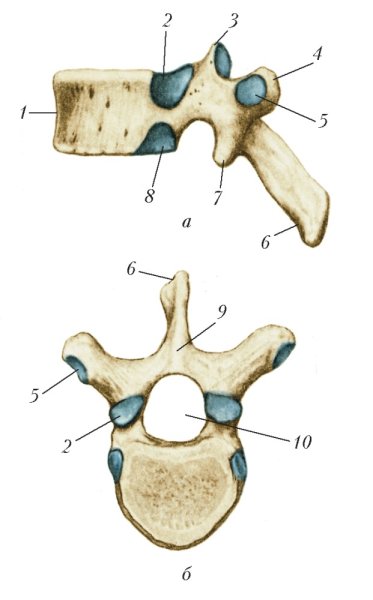 Грудной позвонок вид сверху и сбоку