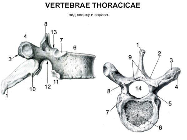 Грудной позвонок вид сверху вид сбоку
