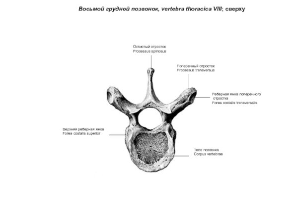Грудной позвонок вид сбоку на латинском