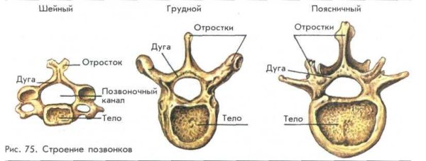 Строение позвонка грудного отдела