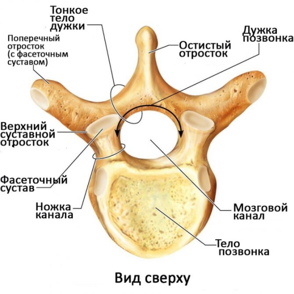 Грудной позвонок анатомия суставы