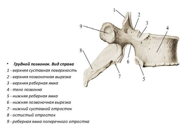 Грудной позвонок вид сверху и сбоку
