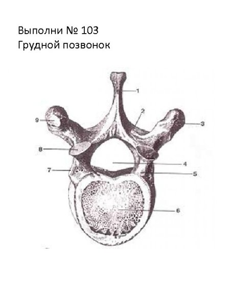 Грудной позвонок вид сверху и сбоку