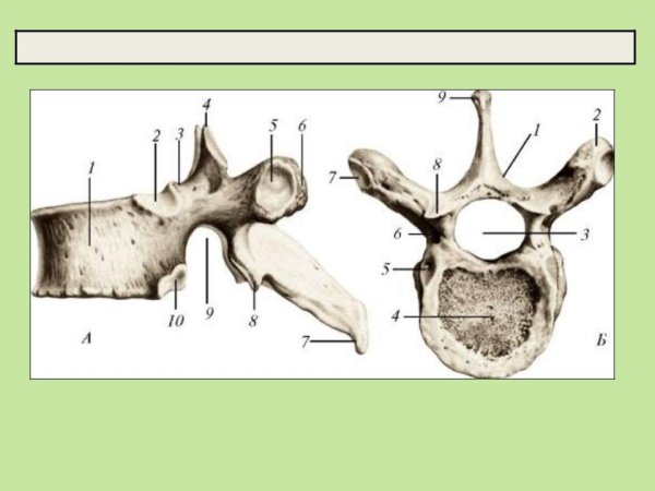 Строение грудного позвонка сбоку