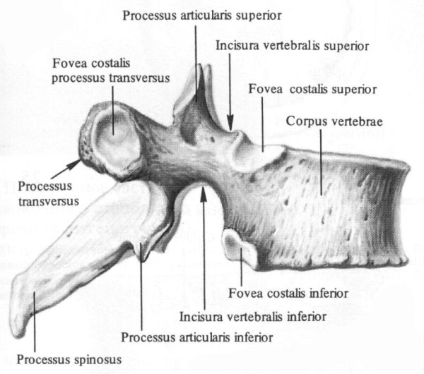 Грудной позвонок анатомия латынь