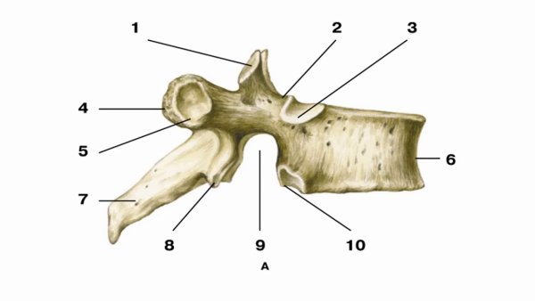 Грудной позвонок вид сбоку