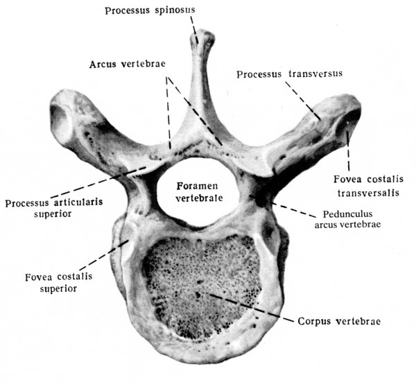 Грудной позвонок анатомия латынь