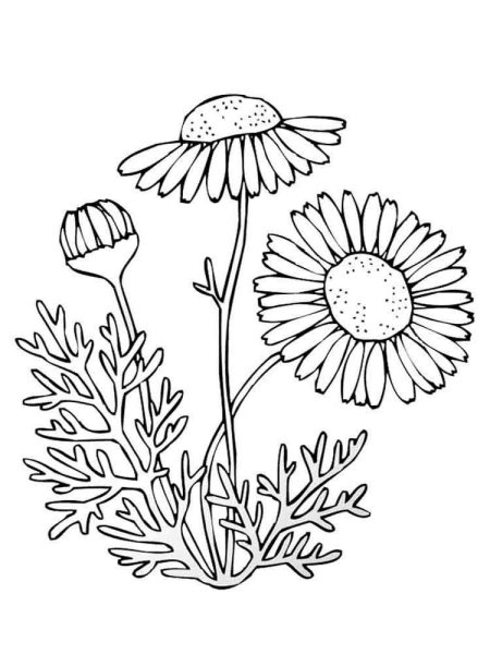 Пупавка собачья Anthemis Cotula