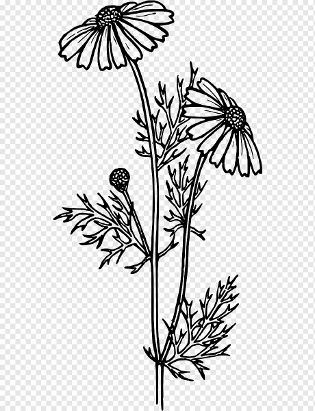 Ромашка аптечная Полевая