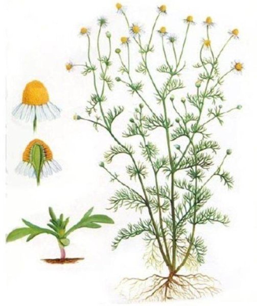 Ромашка аптечная Фармакогнозия