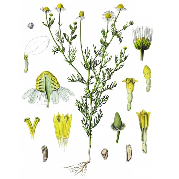 Ромашка аптечная на белом фоне