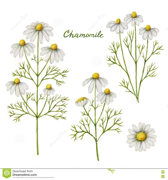 Ромашка аптечная Chamomilla recutita гербарий