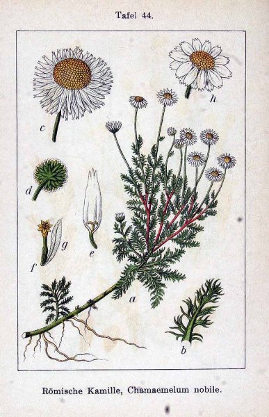 Пупавка Полевая цветоложе