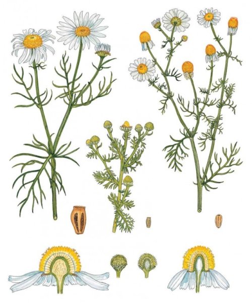 Ромашка лекарственная стебель