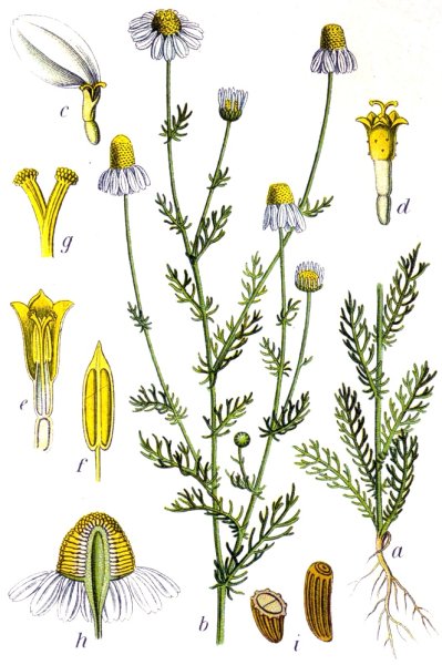 Ромашка аптечная ботаника