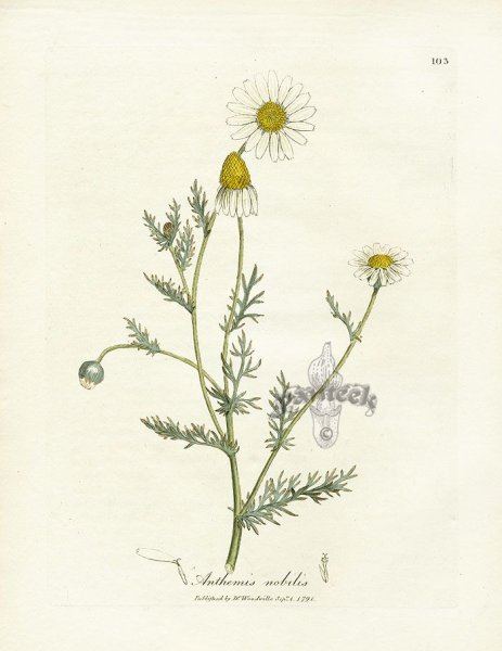 Лекарственные растения раскраска