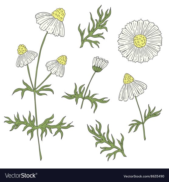 Ромашка аптечная Фармакогнозия