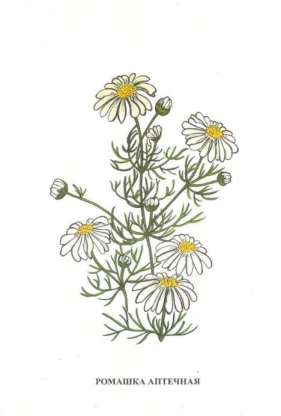 Ромашка аптечная Фармакогнозия