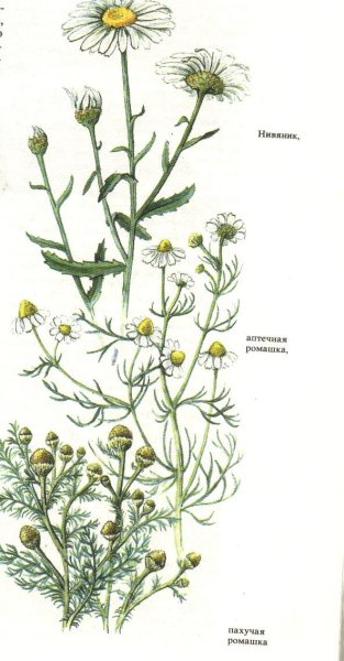 Ромашка лекарственная гербарий