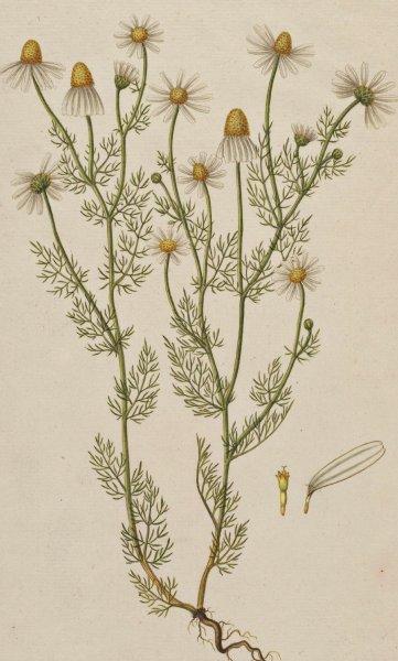 Matricaria Chamomilla