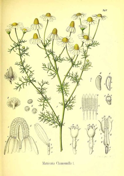 Ромашка непахучая ГФ