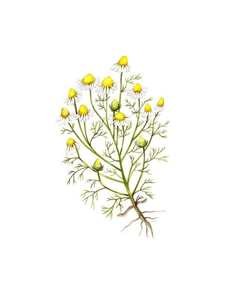 Ромашка Ботаническая иллюстрация