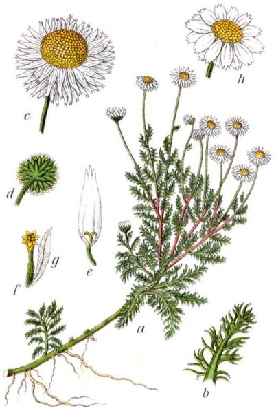 Ромашка аптечная Фармакогнозия