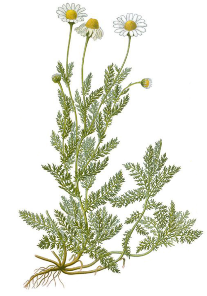 Ромашка лекарственная - (Matricaria Chamomilla гербарий