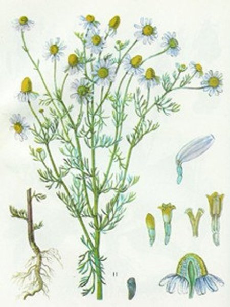 Ромашка рисунок карандашом